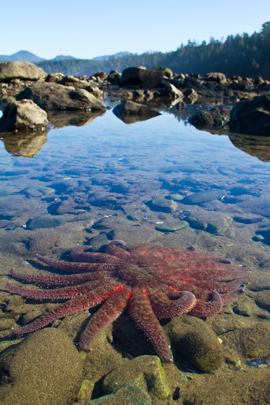 Sunflower Star In Tidepool